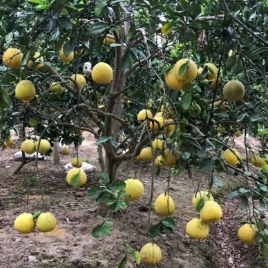 Bưởi Bùi Xá