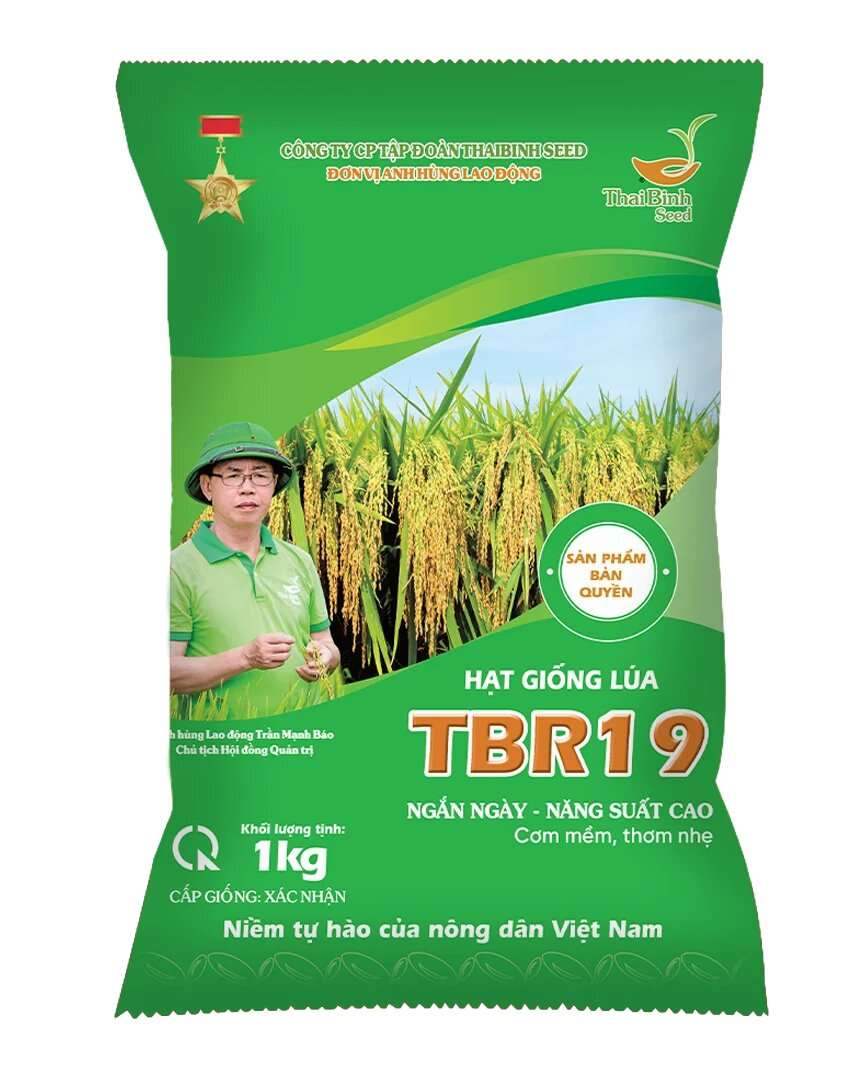 GIỐNG LÚA THUẦN TBR19