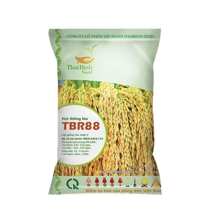 GIỐNG LÚA THUẦN TBR88