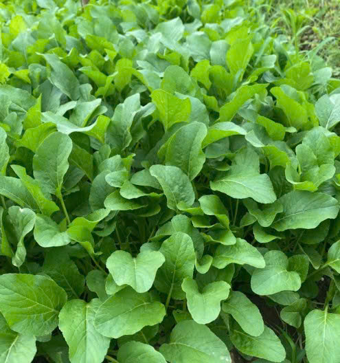 Cải bó xôi