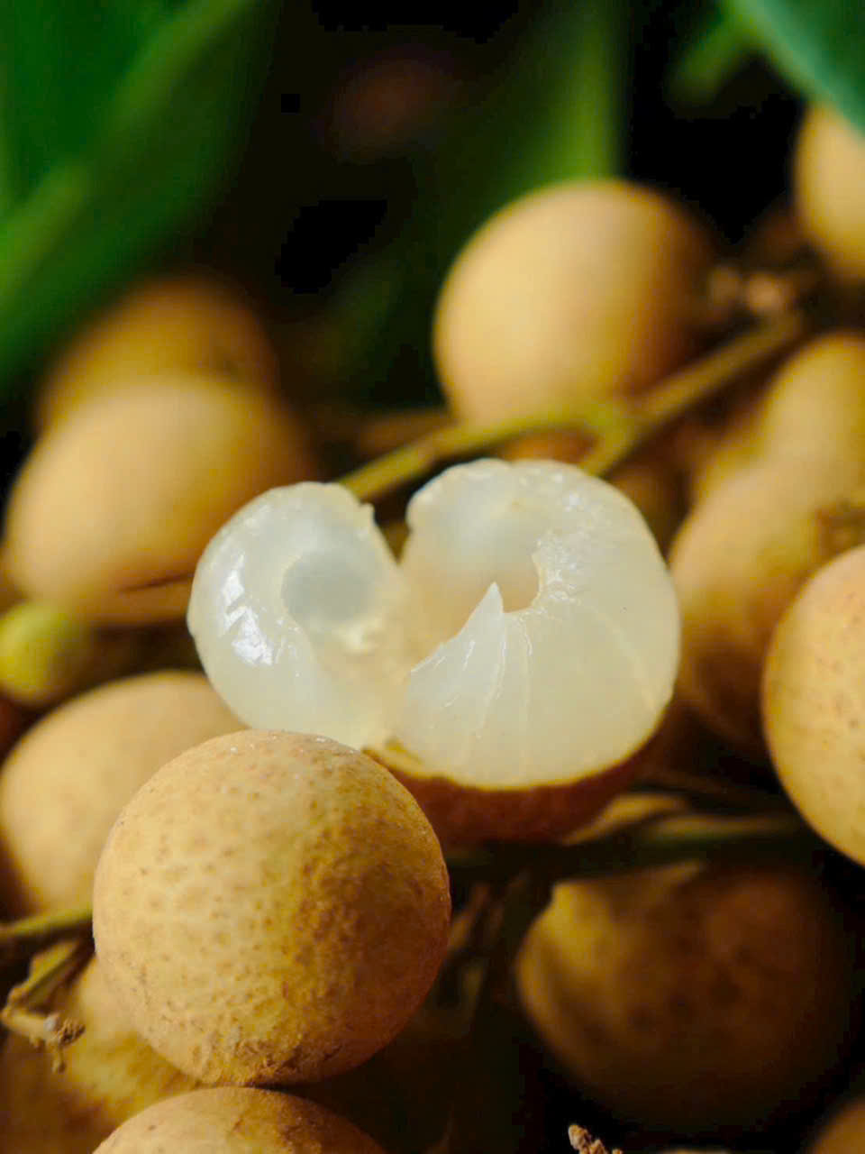 Nhãn hương chi
