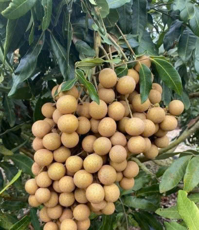 Nhãn Hương Chi