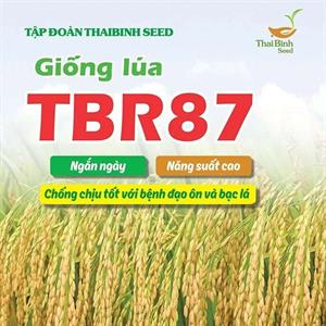 GIỐNG LÚA THUẦN TBR87