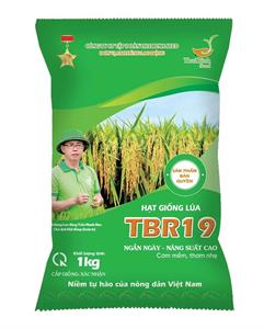 GIỐNG LÚA THUẦN TBR19