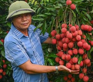 Vải trứng Hưng Yên