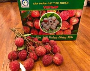 Vải Trứng Hưng Yên