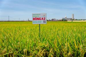 GIỐNG LÚA ĐÔNG A1