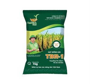 GIỐNG LÚA THUẦN TBR-1