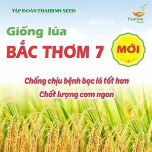 GIỐNG LÚA BT7KBL-02 (Bắc thơm 7 có gen kháng bạc lá)