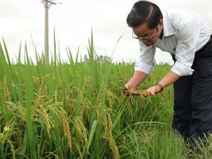 GIỐNG LÚA THUẦN TBR36