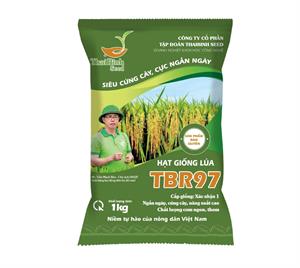 GIỐNG LÚA THUẦN TBR97