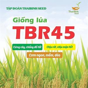 GIỐNG LÚA THUẦN TBR45