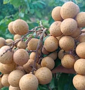 Nhãn Hương Chi