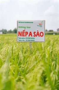 GIỐNG LÚA NẾP A SÀO