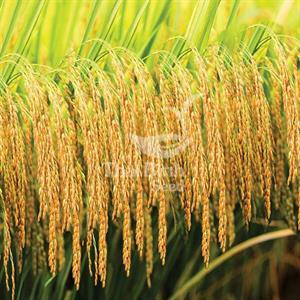 GIỐNG LÚA BT7KBL-02 (Bắc thơm 7 có gen kháng bạc lá)