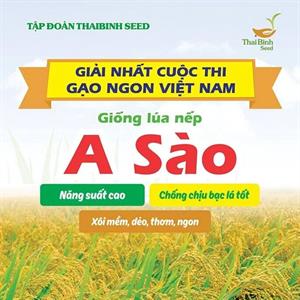GIỐNG LÚA NẾP A SÀO