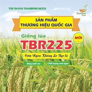 GIỐNG LÚA THUẦN TBR225 MỚI