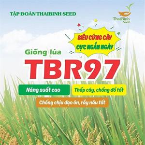 GIỐNG LÚA THUẦN TBR97