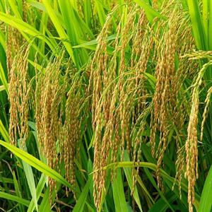GIỐNG LÚA ĐÔNG A1