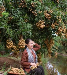 Nhãn Miền thiết