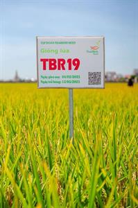 GIỐNG LÚA THUẦN TBR19