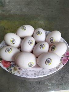 Vịt biển Đông Xuyên & Trứng vịt biển Đông Xuyên