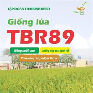 GIỐNG LÚA THUẦN TBR89