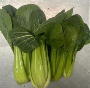 Cải ngọt