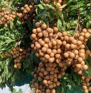 Nhãn quả tươi Công Hoan