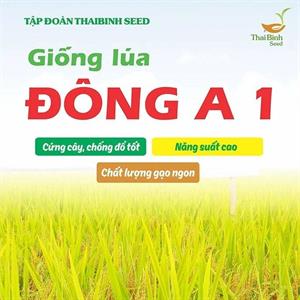 GIỐNG LÚA ĐÔNG A1