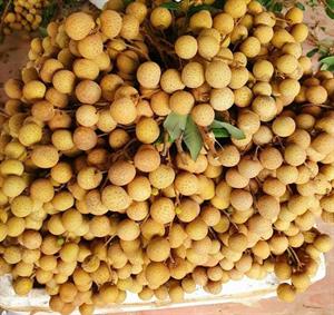 Nhãn hương chi