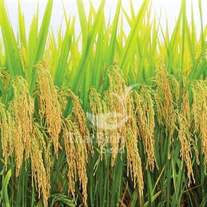 GIỐNG LÚA THUẦN TBR45