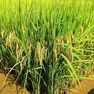 GIỐNG LÚA THUẦN TBR45