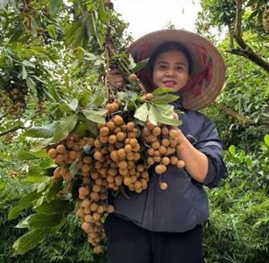 Nhãn siêu ngọt